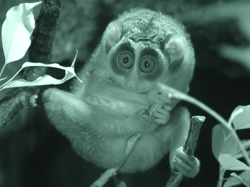 The bush baby watches you sleep.