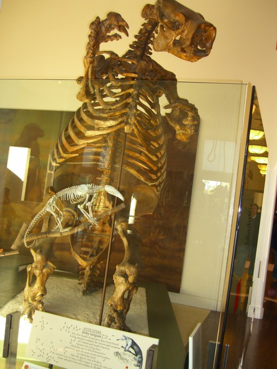 Ground Sloth