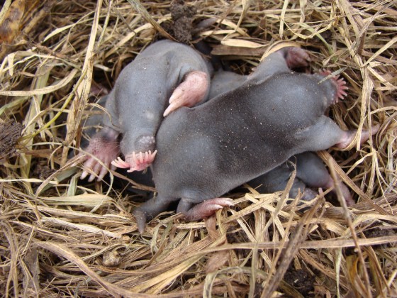 Moles Baby moles in a nest.